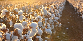 Turkmenistan Kicks Off Cotton Harvesting